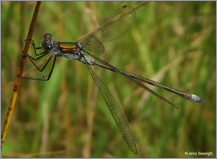 Emerald Damselfly, Lestes sponsa