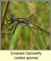 Emerald Damselfly, Lestes sponsa