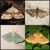 Geometridae