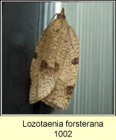 Lozotaenia forsterana