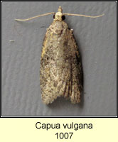 Capua vulgana