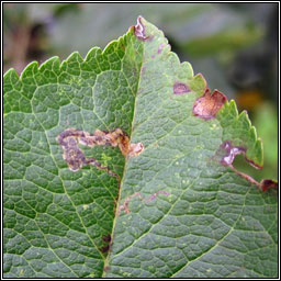 Stigmella oxyacanthella