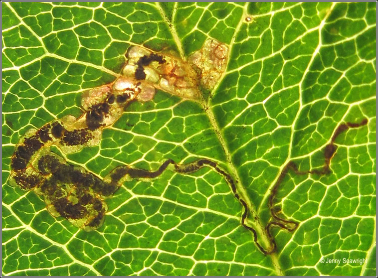 Stigmella oxyacanthella