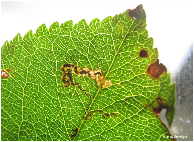 Stigmella oxyacanthella