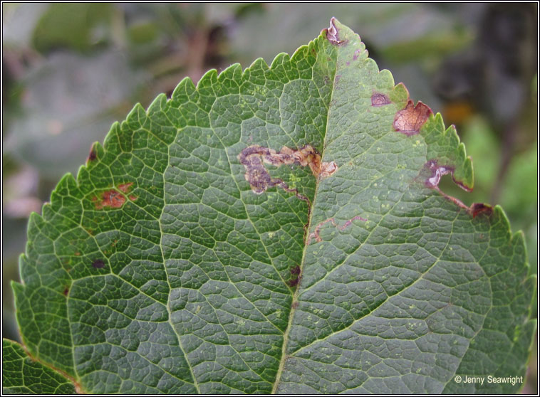 Stigmella oxyacanthella