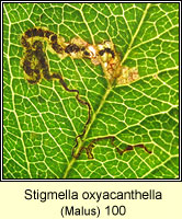 Stigmella oxyacanthella (leaf mine on Malus)