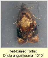 Red-barred Tortix, Ditula angustiorana