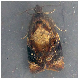 Red-barred Tortrix, Ditula angustiorana