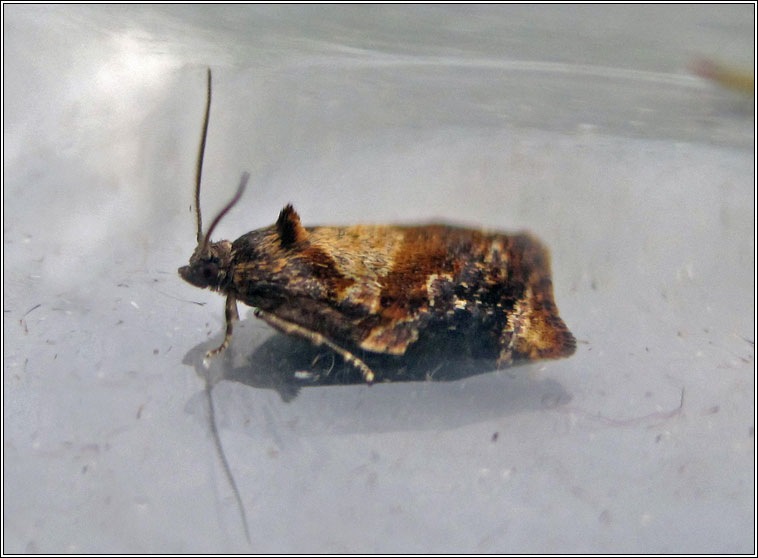 Red-barred Tortrix, Ditula angustiorana