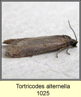 Tortricodes alternella