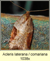 Acleris laterana / comariana