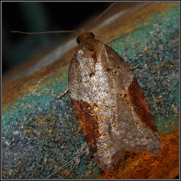 Acleris laterana/comariana