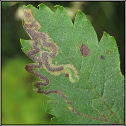 Stigmella nylandriella