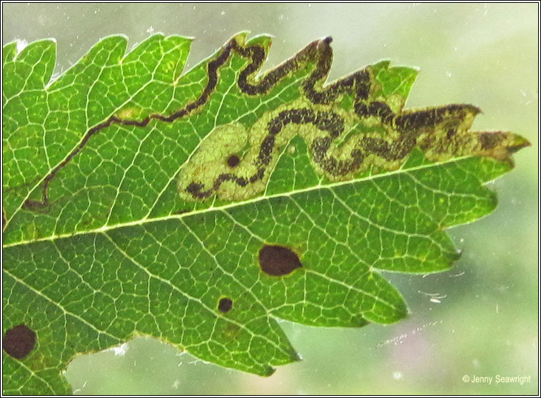 Stigmella nylandriella