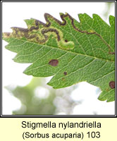 Stigmella nylandriella (leaf mine)