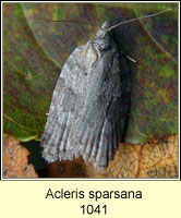 Acleris sparsana