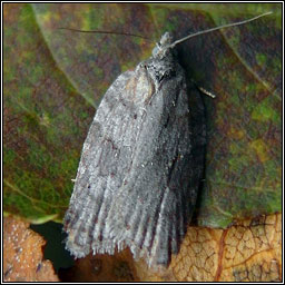 Acleris sparsana