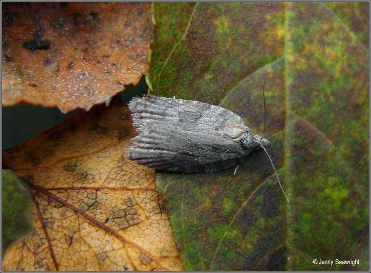 Acleris sparsana