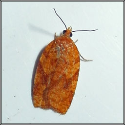 Rhomboid Tortrix, Acleris rhombana