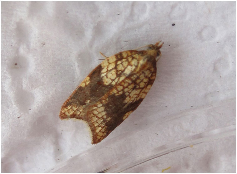 Rhomboid Tortrix, Acleris rhombana