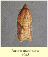 Acleris aspersana