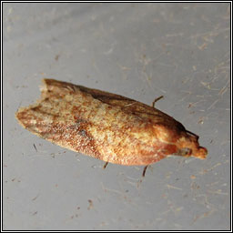 Acleris aspersana