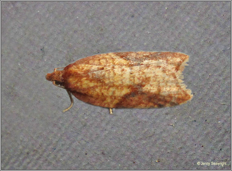 Acleris aspersana