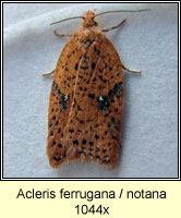 Acleris ferrugana/notana