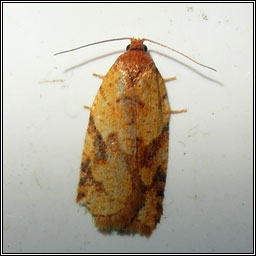 Acleris ferrugana/notana