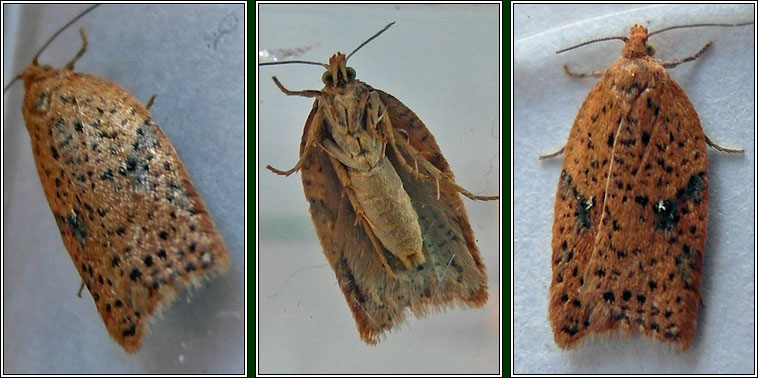 Acleris ferrugana/notana