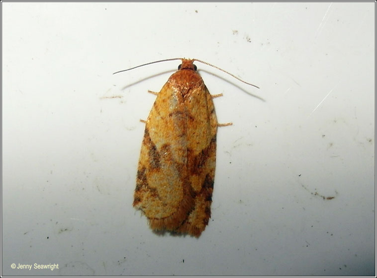 Acleris ferrugana/notana