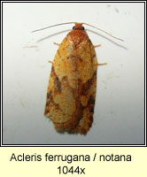 Acleris ferrugana/notana