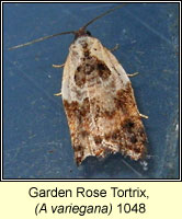 Garden Rose Tortrix, Acleris variegana