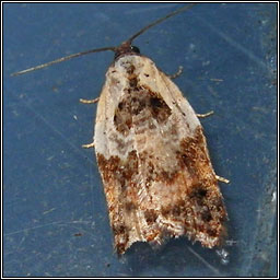 Garden Rose Tortrix, Acleris variegana