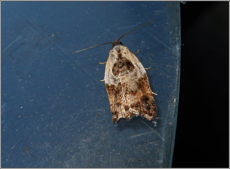 Garden Rose Tortrix, Acleris variegana