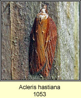 Acleris hastiana