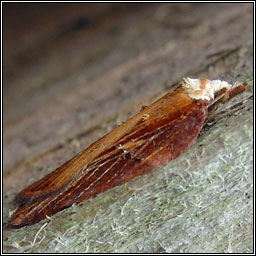 Acleris hastiana