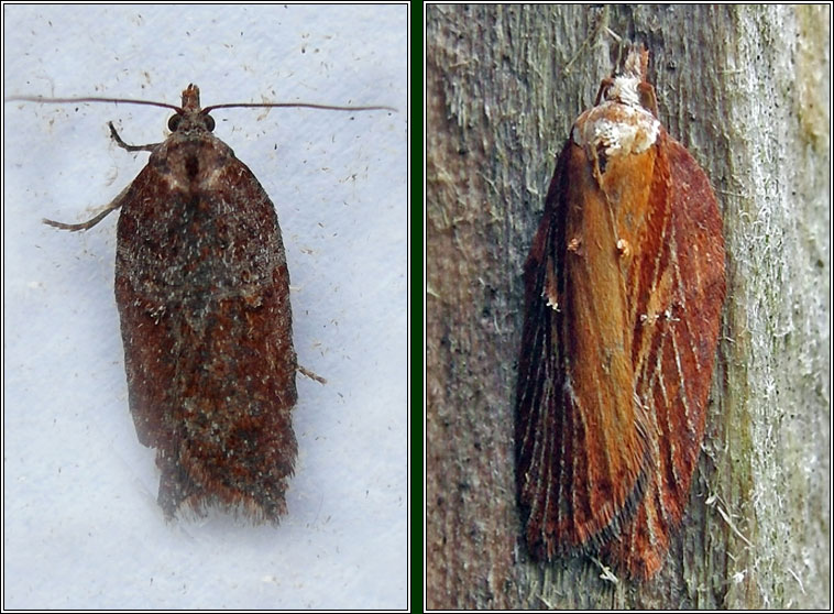 Acleris hastiana