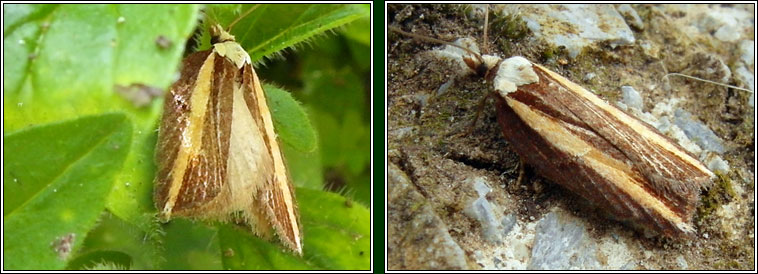 Acleris hastiana