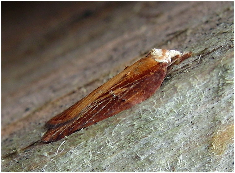 Acleris hastiana