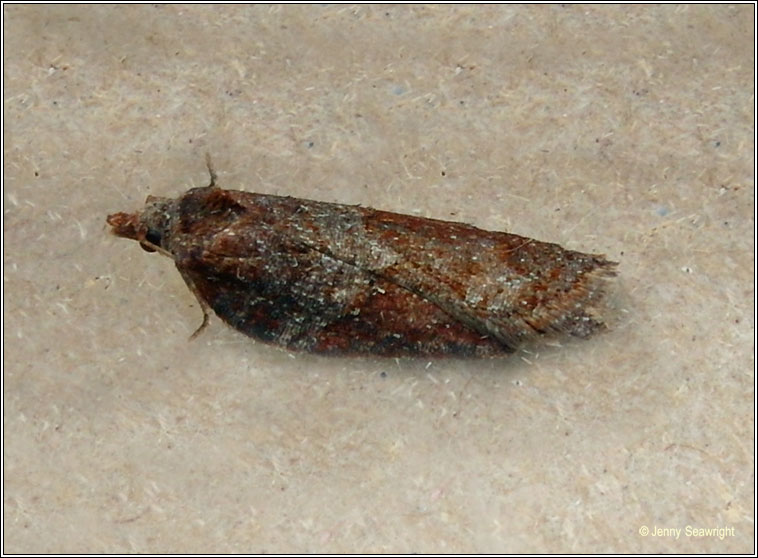 Acleris hastiana