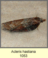 Acleris hastiana