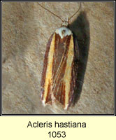 Acleris hastiana