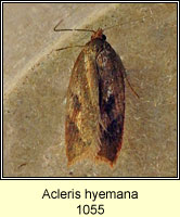 Acleris hyemana