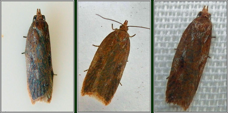 Acleris hyemana