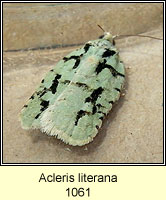 Acleris literana