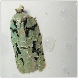 Acleris literana