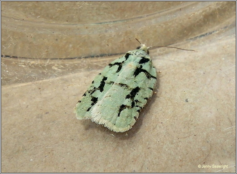 Acleris literana