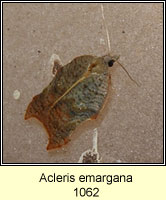 Acleris emargana