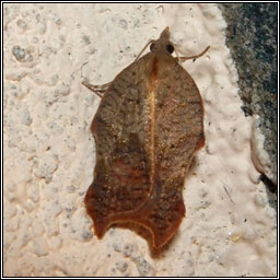 Acleris emargana